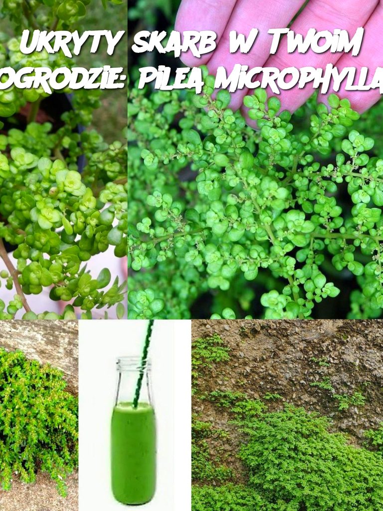 Ukryty skarb w Twoim ogrodzie: Pilea Microphylla