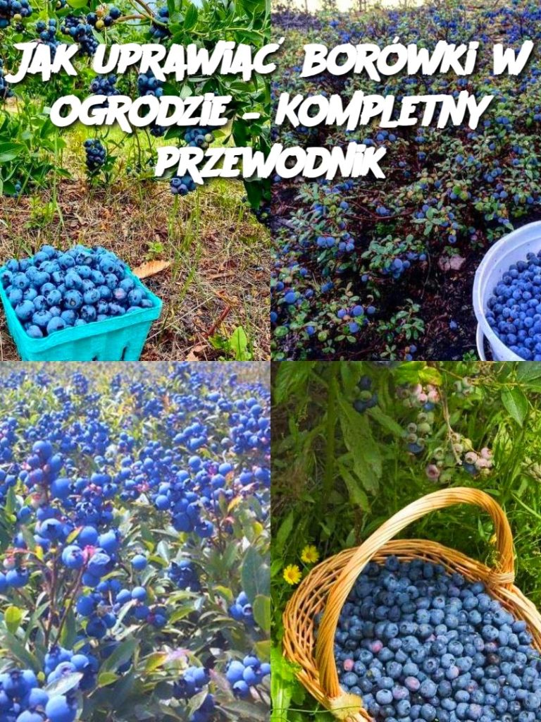 Jak uprawiać borówki w ogrodzie – Kompletny przewodnik