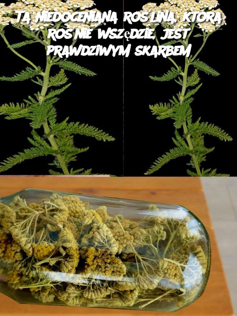 Ta niedoceniana roślina, która rośnie wszędzie, jest prawdziwym skarbem