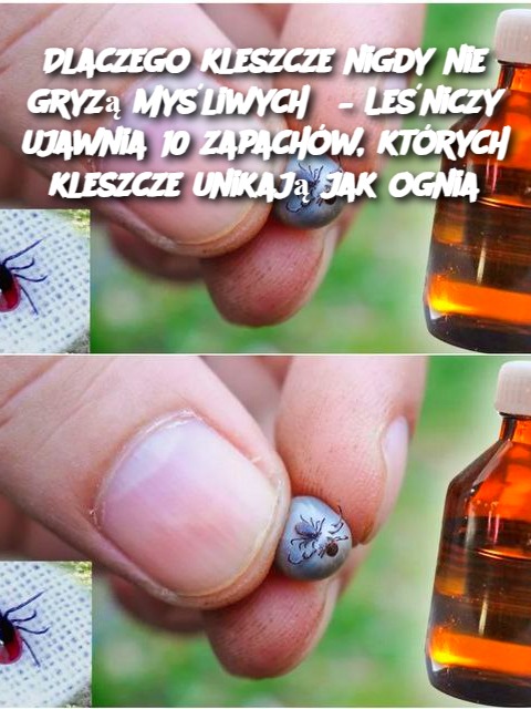 Dlaczego kleszcze nigdy nie gryzą myśliwych? – Leśniczy ujawnia 10 zapachów, których kleszcze unikają jak ognia