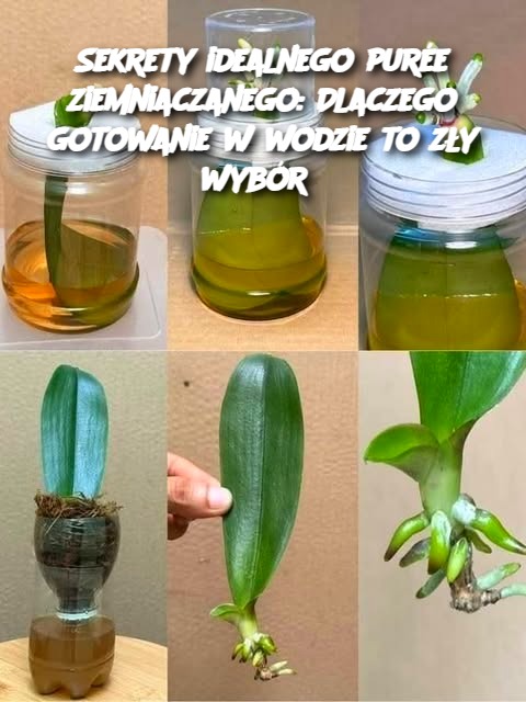 Sekrety idealnego purée ziemniaczanego: Dlaczego gotowanie w wodzie to zły wybór?