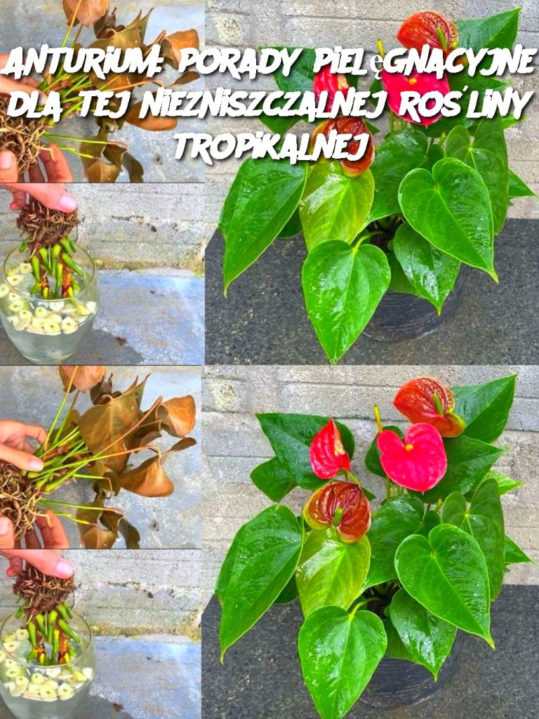 Anturium: porady pielęgnacyjne dla tej niezniszczalnej rośliny tropikalnej