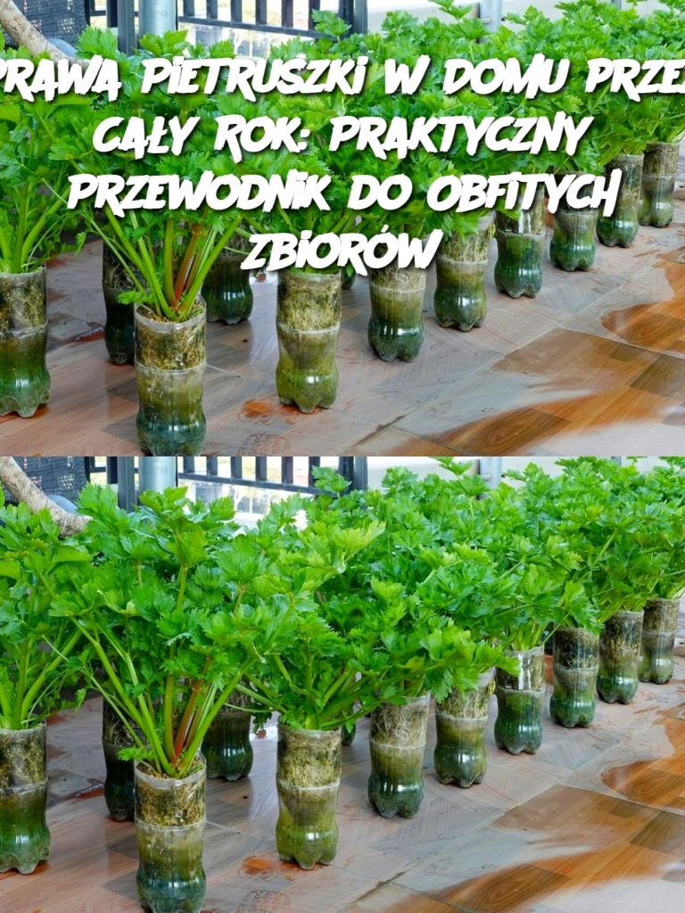 prawa Pietruszki w Domu przez Cały Rok: Praktyczny Przewodnik do Obfitych Zbiorów
