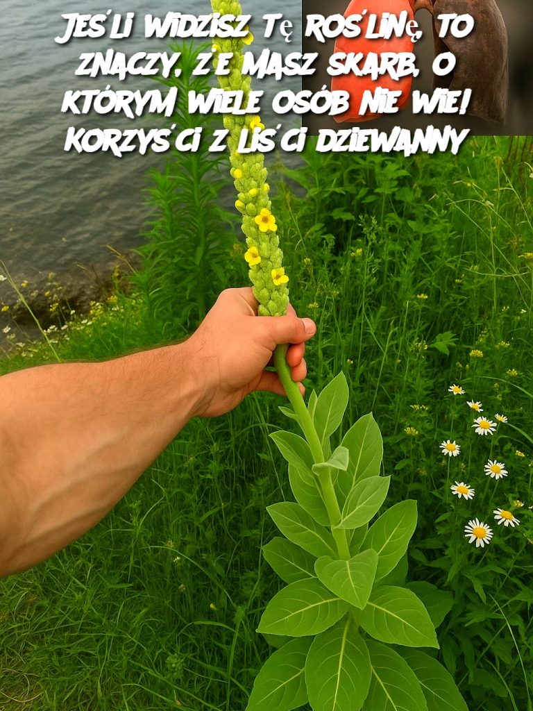Jeśli widzisz tę roślinę, to znaczy, że masz skarb, o którym wiele osób nie wie! Korzyści z liści dziewanny