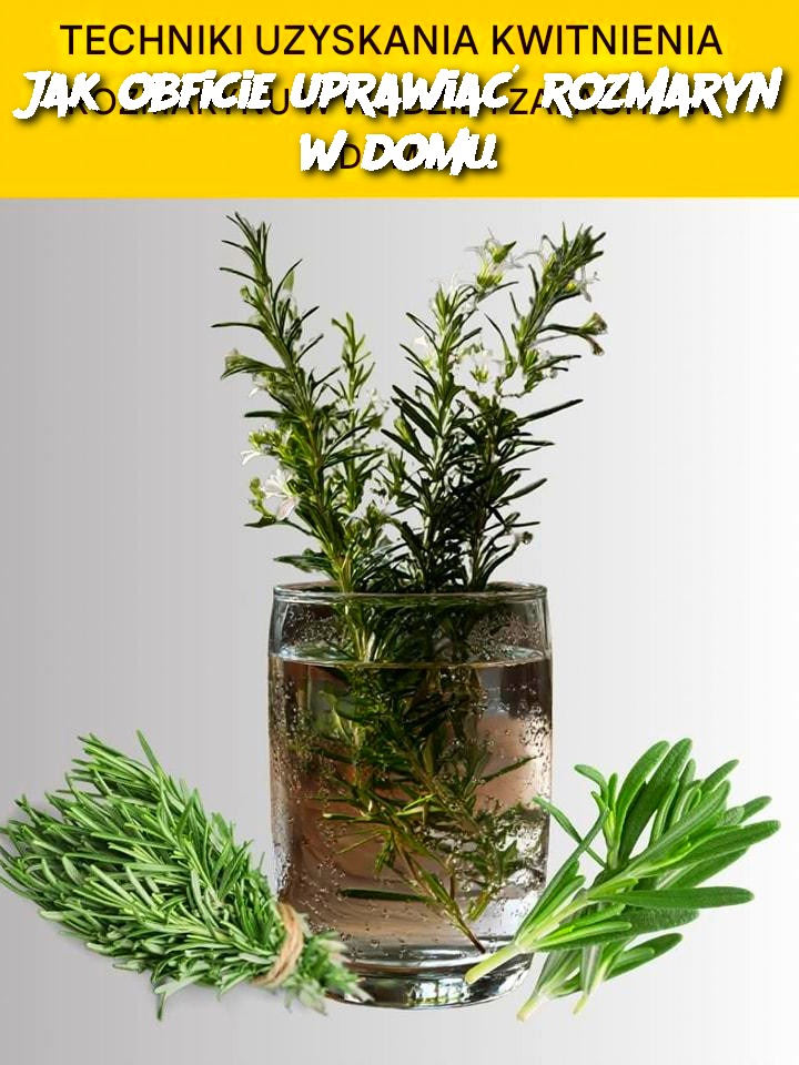 Jak obficie uprawiać rozmaryn w domu.