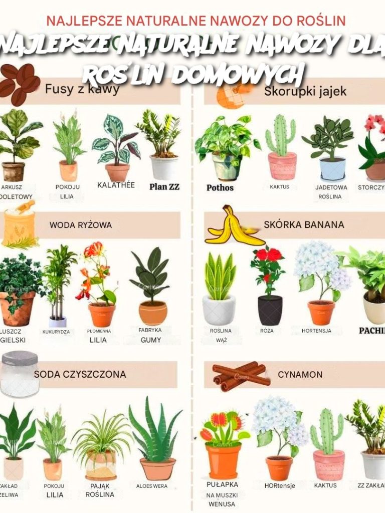 Najlepsze naturalne nawozy dla roślin domowych