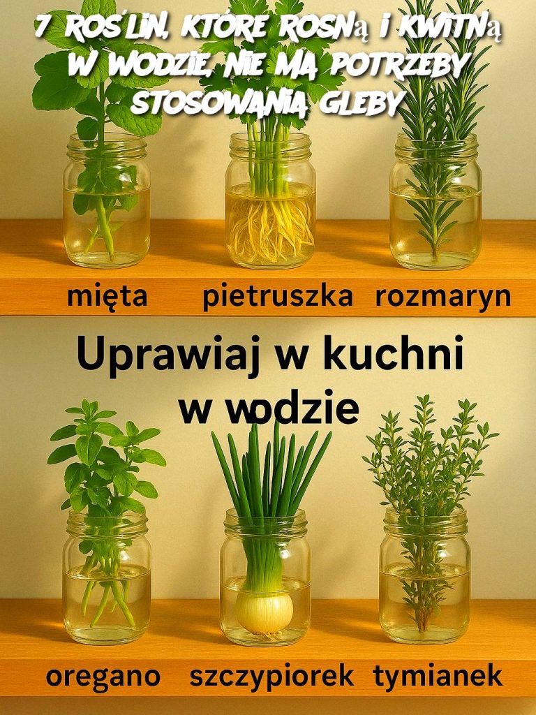 7 roślin, które rosną i kwitną w wodzie, nie ma potrzeby stosowania gleby