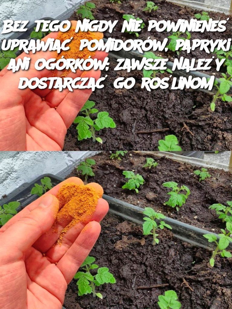 Bez tego nigdy nie powinieneś uprawiać pomidorów, papryki ani ogórków; Zawsze należy dostarczać go roślinom