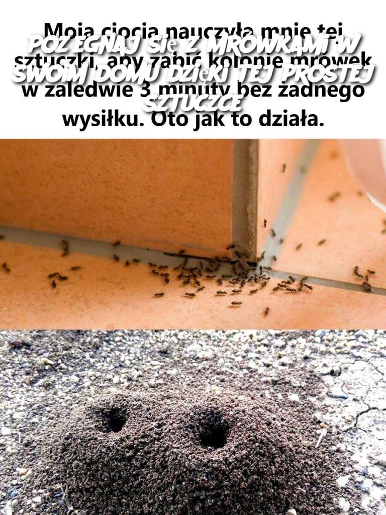 Pożegnaj się z mrówkami w swoim domu dzięki tej prostej sztuczce