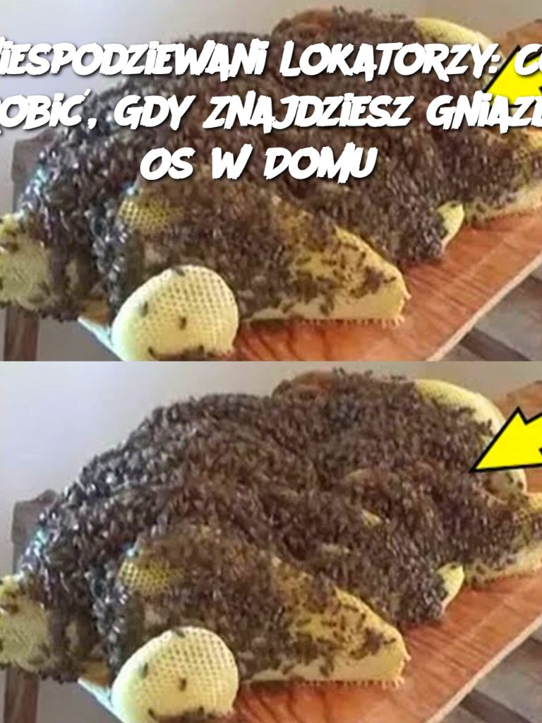 Niespodziewani Lokatorzy: Co Zrobić, Gdy Znajdziesz Gniazdo Os w Domu?