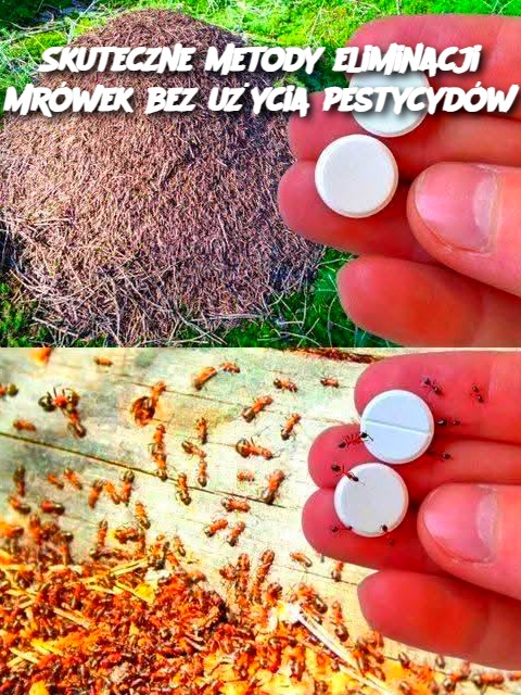 Skuteczne metody eliminacji mrówek bez użycia pestycydów