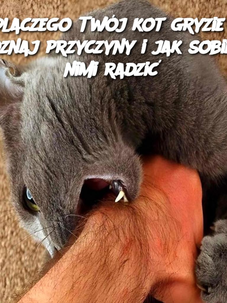 Dlaczego Twój kot gryzie? Poznaj przyczyny i jak sobie z nimi radzić