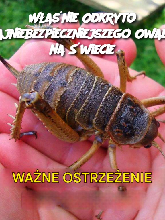 Właśnie Odkryto Najniebezpieczniejszego Owada na Świecie