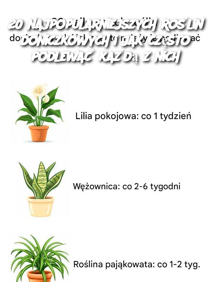 20 najpopularniejszych roślin doniczkowych i jak często podlewać każdą z nich