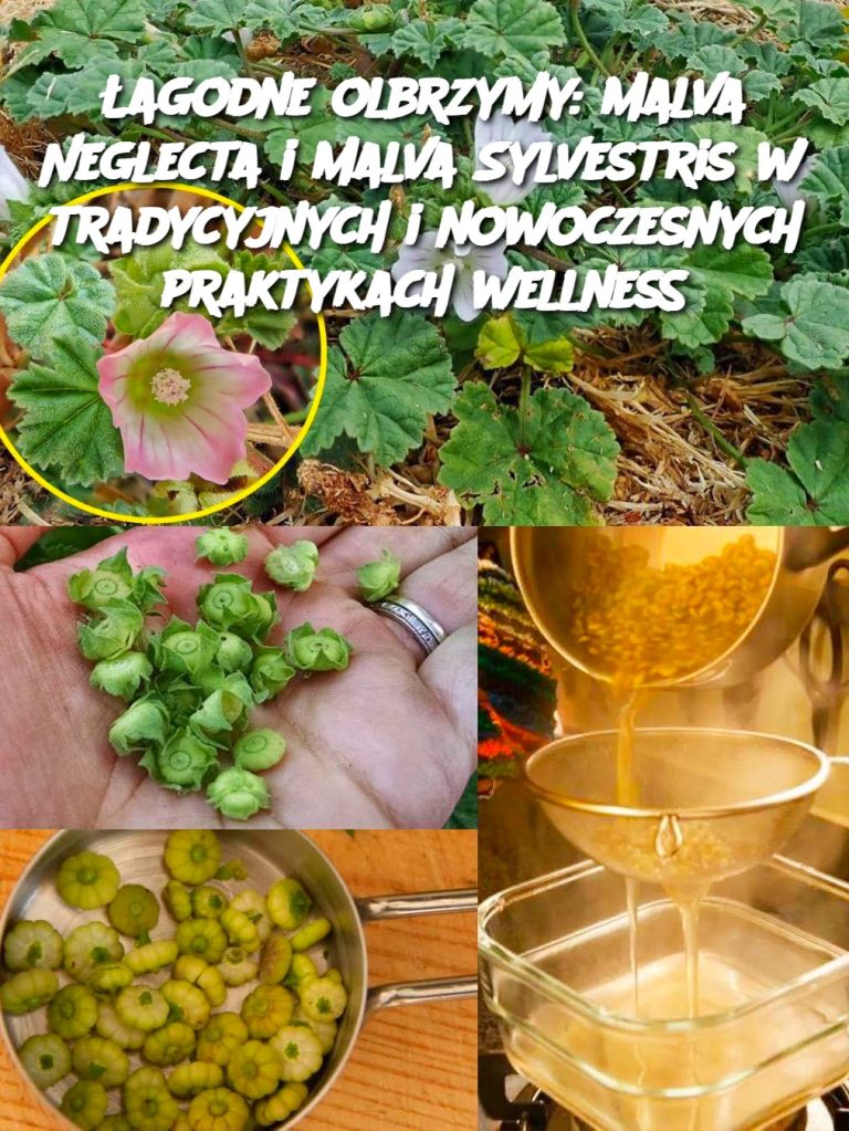 Łagodne olbrzymy: Malva Neglecta i Malva Sylvestris w tradycyjnych i nowoczesnych praktykach wellness