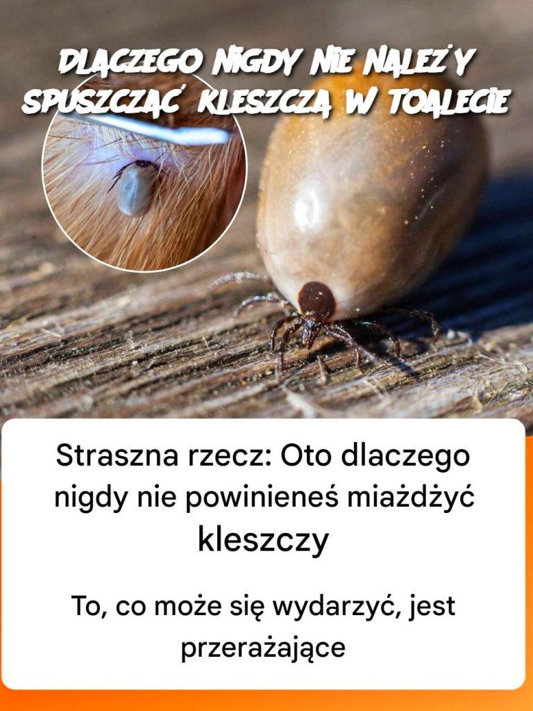 Dlaczego nigdy nie należy spuszczać kleszcza w toalecie