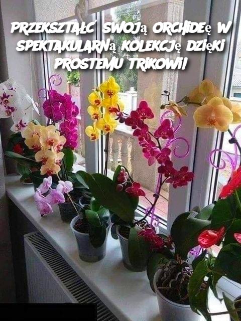 Przekształć swoją orchideę w spektakularną kolekcję dzięki prostemu trikowi!