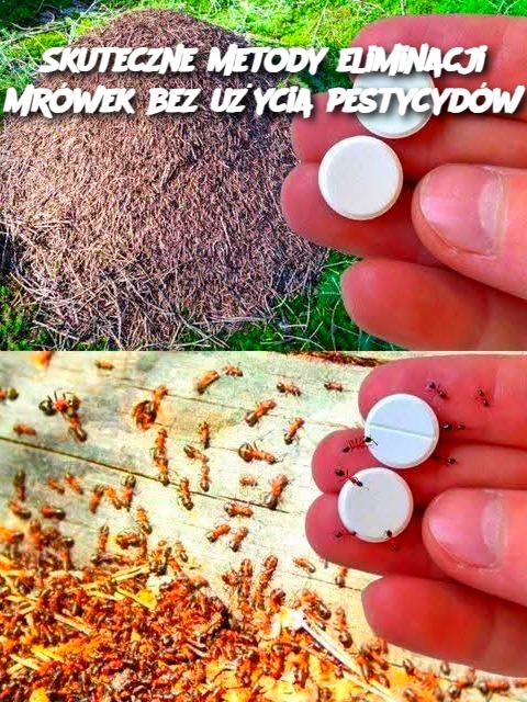 Skuteczne metody eliminacji mrówek bez użycia pestycydów