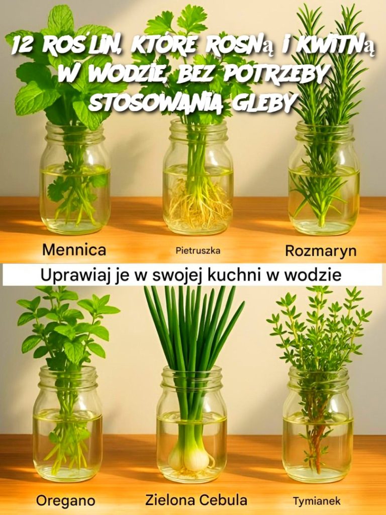 12 roślin, które rosną i kwitną w wodzie, bez potrzeby stosowania gleby