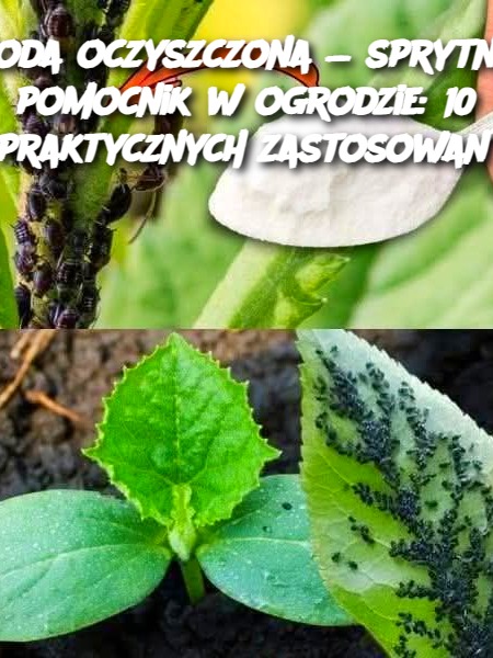 Soda oczyszczona — sprytny pomocnik w ogrodzie: 10 praktycznych zastosowań