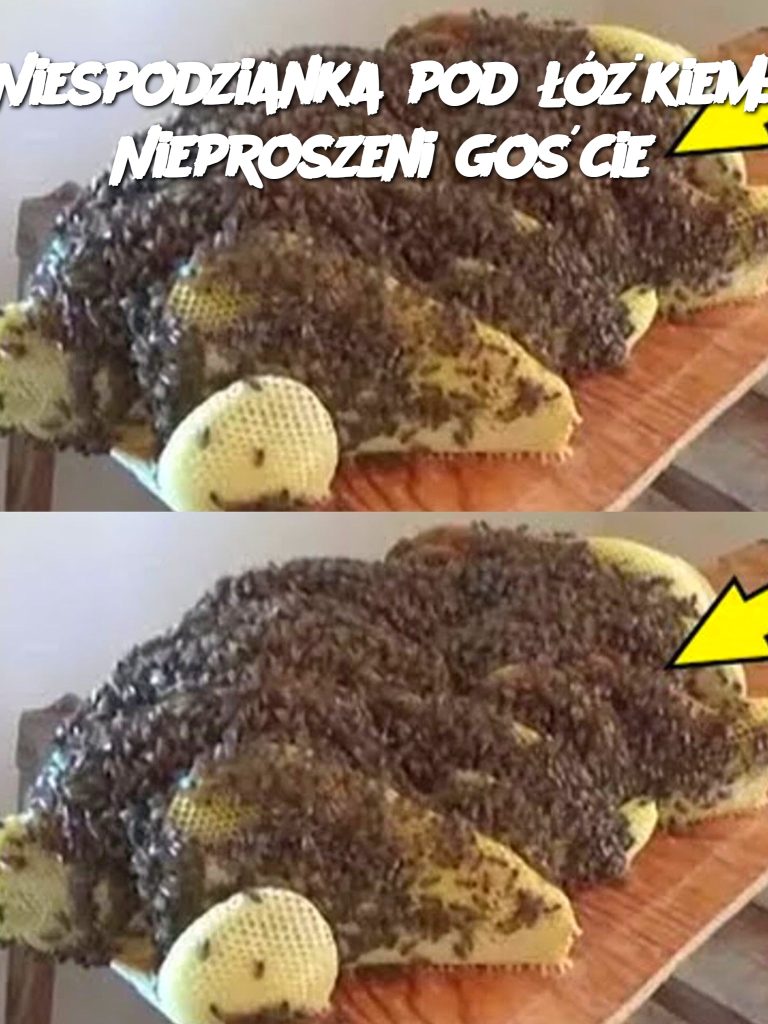 Niespodzianka pod łóżkiem: Nieproszeni goście