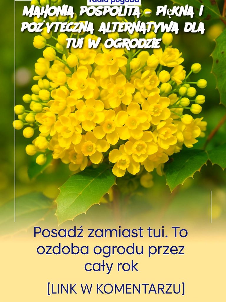 Mahonia pospolita – piękna i pożyteczna alternatywa dla tui w ogrodzie
