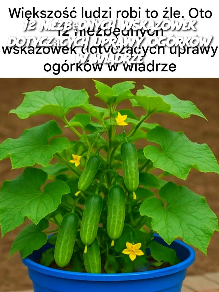 12 niezbędnych wskazówek dotyczących uprawy ogórków w wiadrze