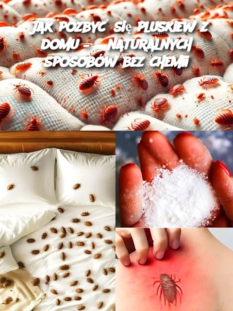  Jak pozbyć się pluskiew z domu – 5 naturalnych sposobów bez chemii