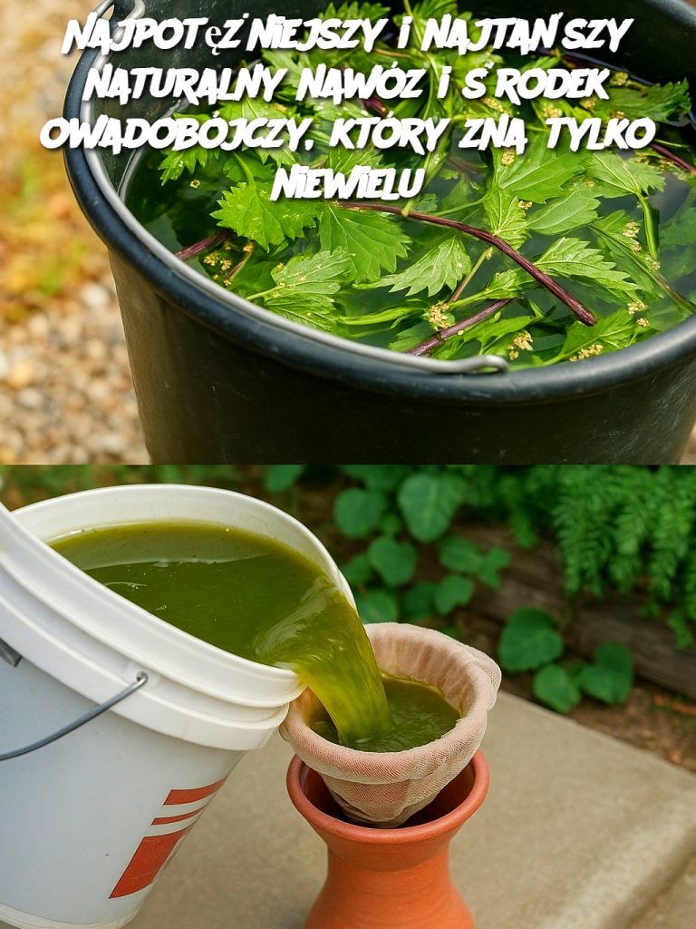 Najpotężniejszy i najtańszy naturalny nawóz i środek owadobójczy, który zna tylko niewielu