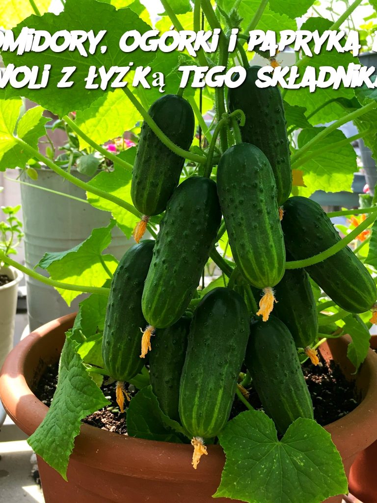 Pomidory, ogórki i papryka do woli z łyżką tego składnika