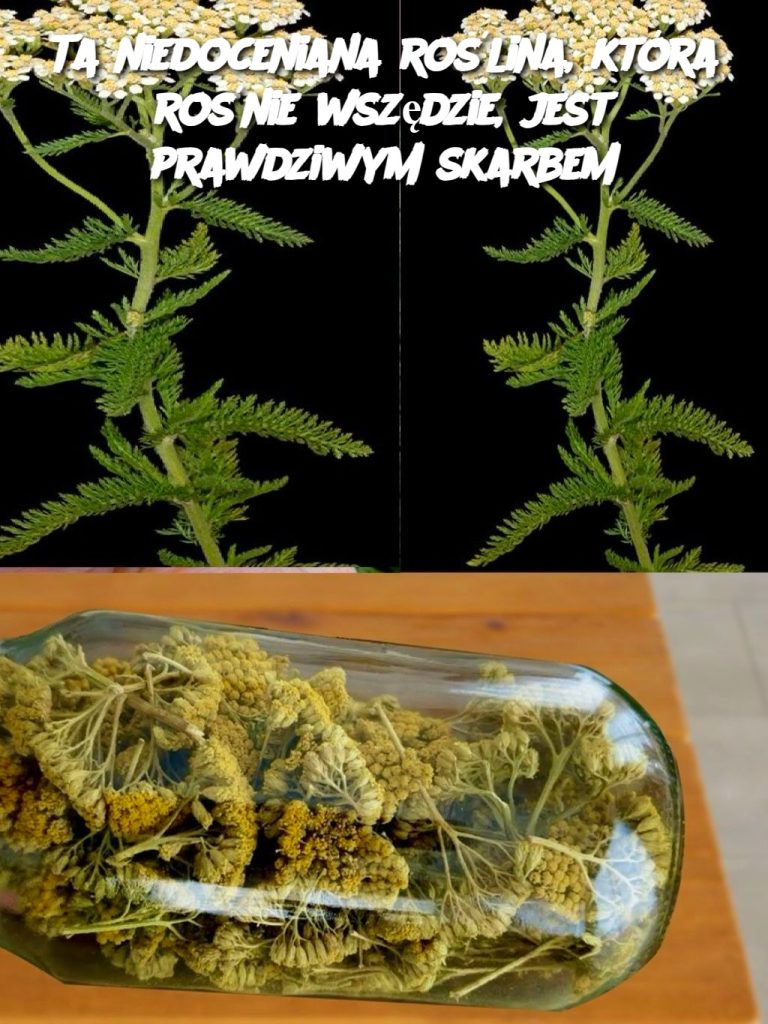 Ta niedoceniana roślina, która rośnie wszędzie, jest prawdziwym skarbem