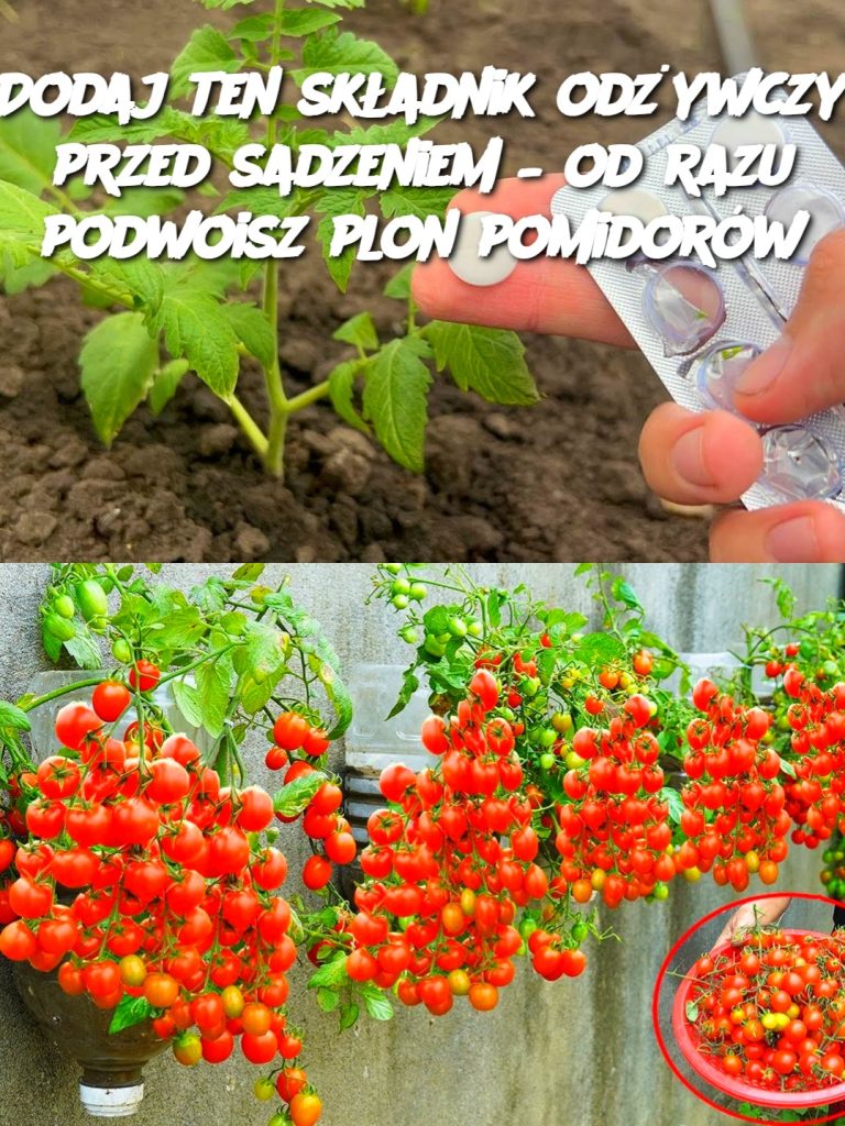 Dodaj ten składnik odżywczy przed sadzeniem – od razu podwoisz plon pomidorów