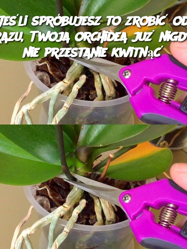 Jeśli spróbujesz to zrobić od razu, Twoja orchidea już nigdy nie przestanie kwitnąć