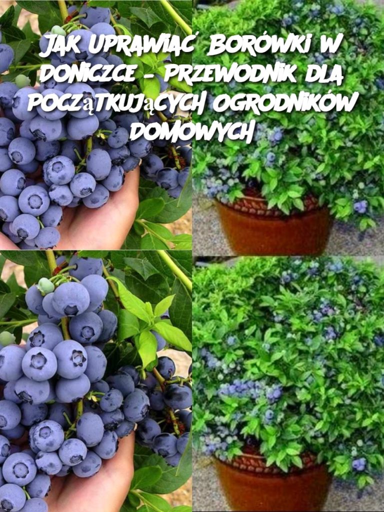 Jak Uprawiać Borówki w Doniczce – Przewodnik dla Początkujących Ogrodników Domowych