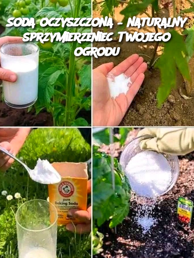 Soda oczyszczona – naturalny sprzymierzeniec Twojego ogrodu
