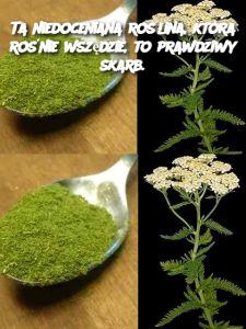 Ta niedoceniana roślina, która rośnie wszędzie, to prawdziwy skarb.