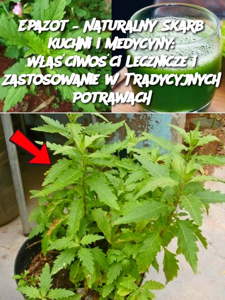 Epazot – Naturalny Skarb Kuchni i Medycyny: Właściwości Lecznicze i Zastosowanie w Tradycyjnych Potrawach
