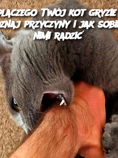 Dlaczego Twój kot gryzie? Poznaj przyczyny i jak sobie z nimi radzić