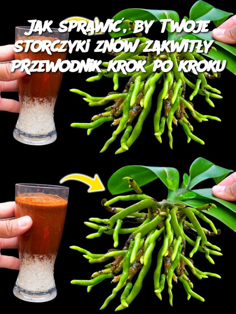 Jak sprawić, by Twoje storczyki znów zakwitły? Przewodnik krok po kroku