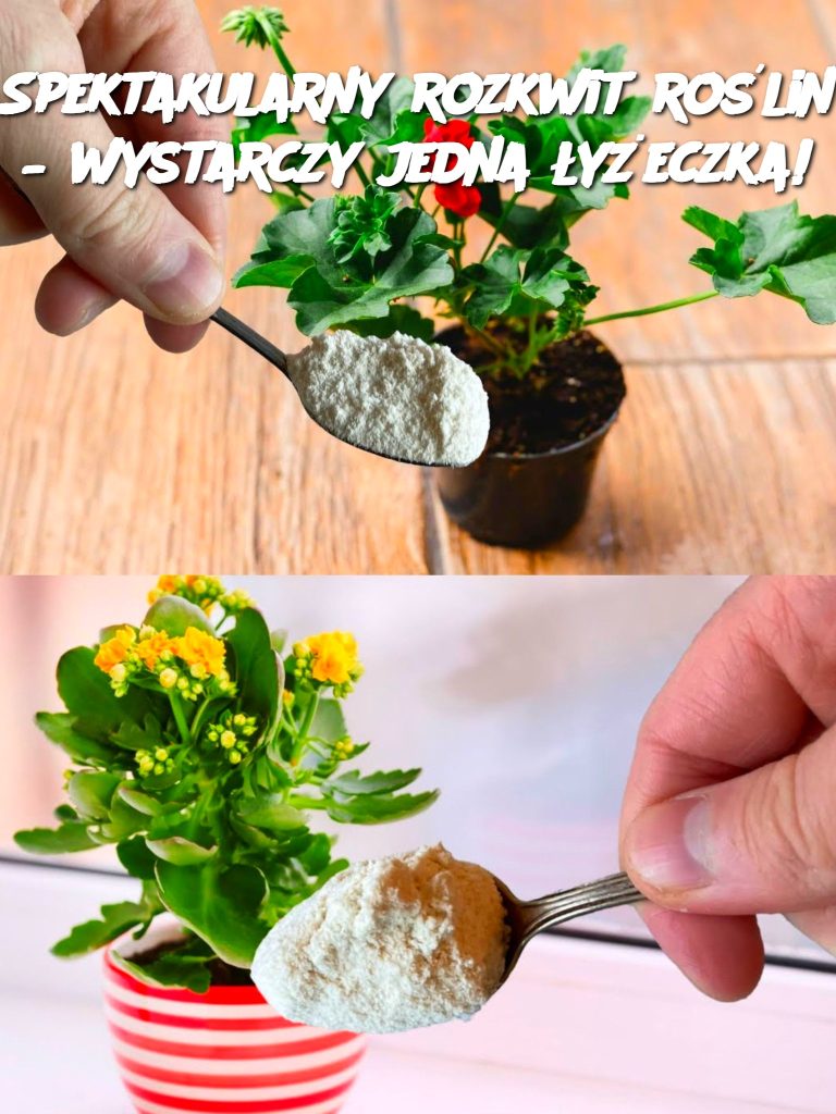 Spektakularny rozkwit roślin – wystarczy jedna łyżeczka!