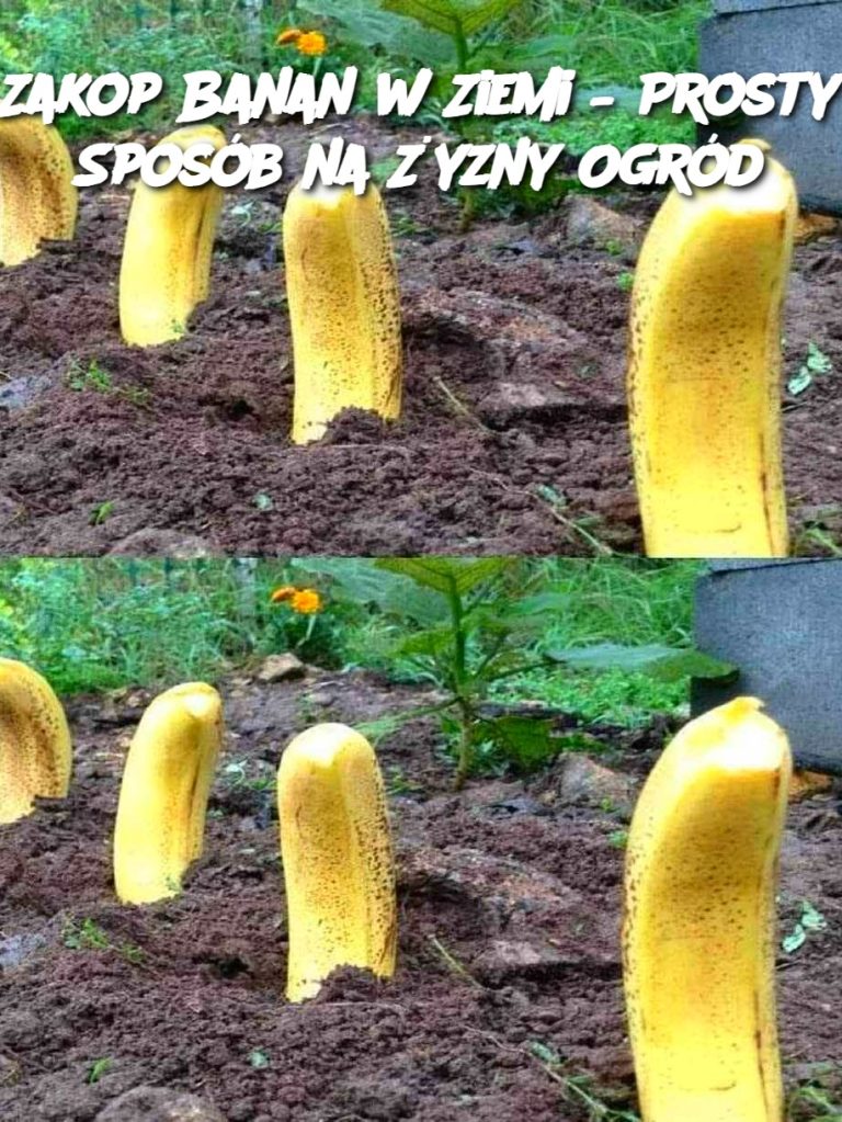 Zakop Banan w Ziemi – Prosty Sposób na Żyzny Ogród