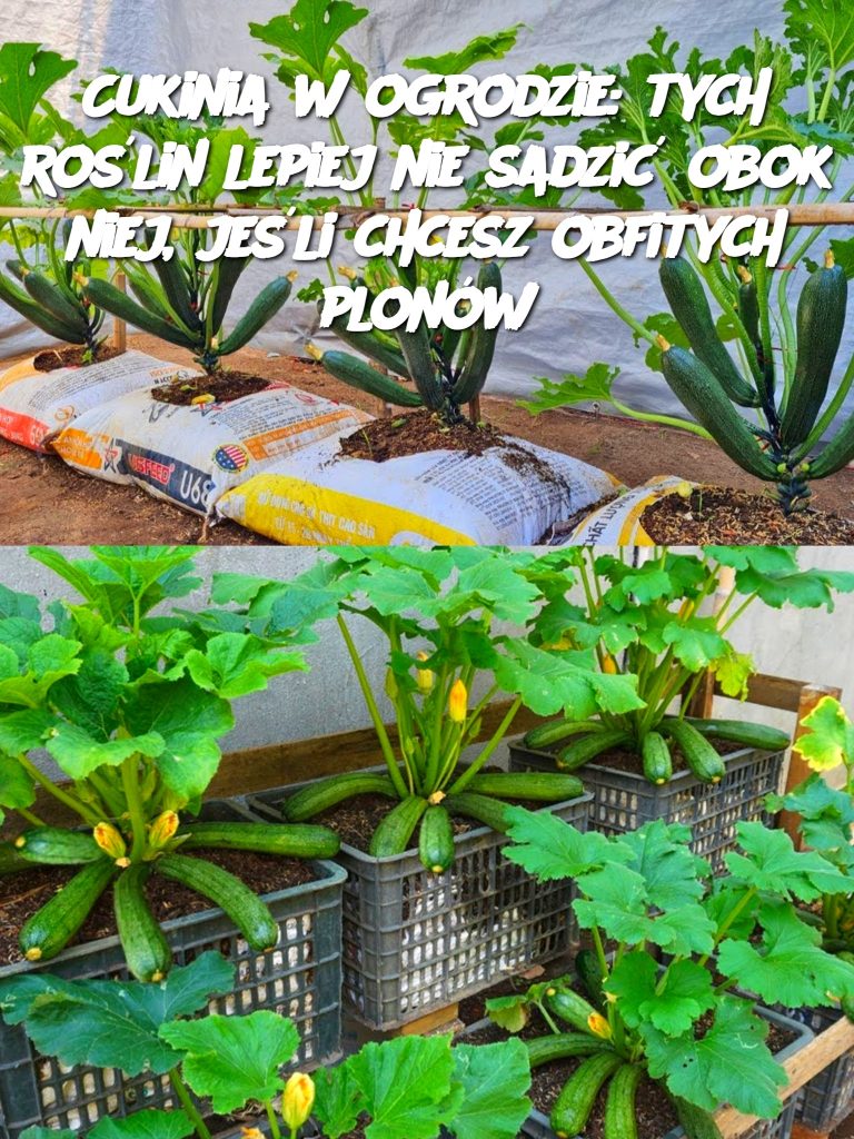 Cukinia w ogrodzie: tych roślin lepiej nie sadzić obok niej, jeśli chcesz obfitych plonów