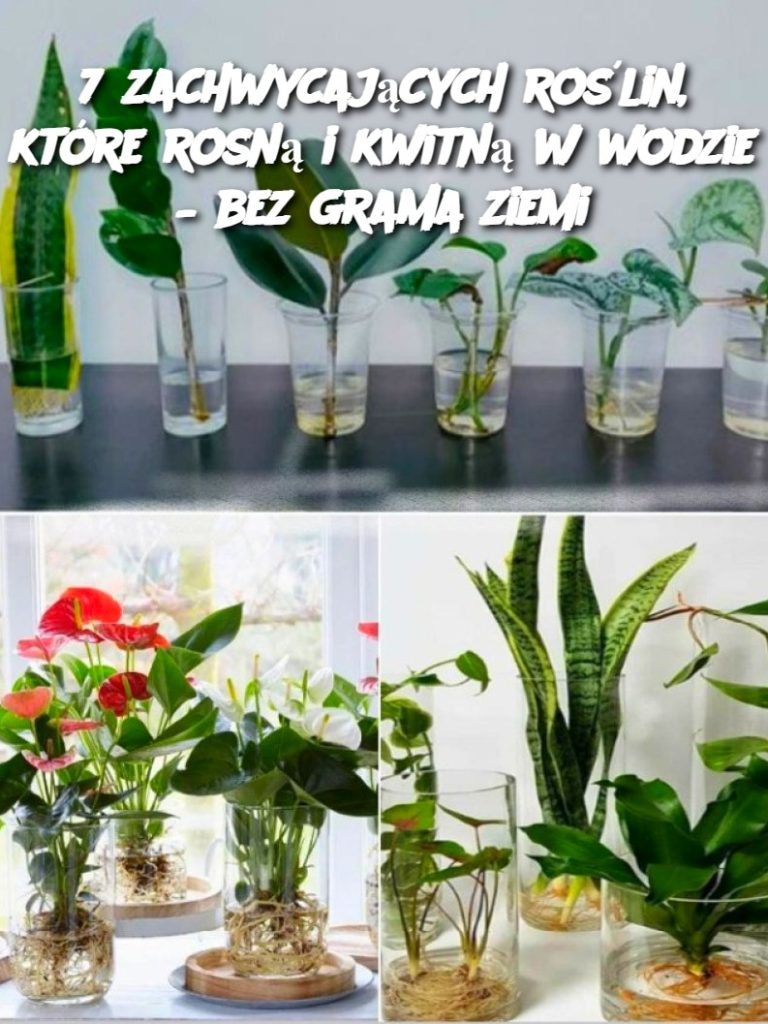 7 zachwycających roślin, które rosną i kwitną w wodzie – bez grama ziemi