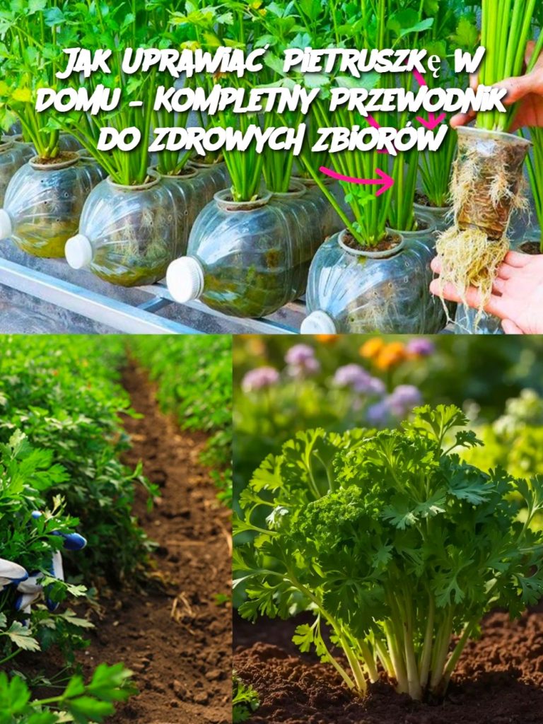Jak Uprawiać Pietruszkę w Domu – Kompletny Przewodnik do Zdrowych Zbiorów
