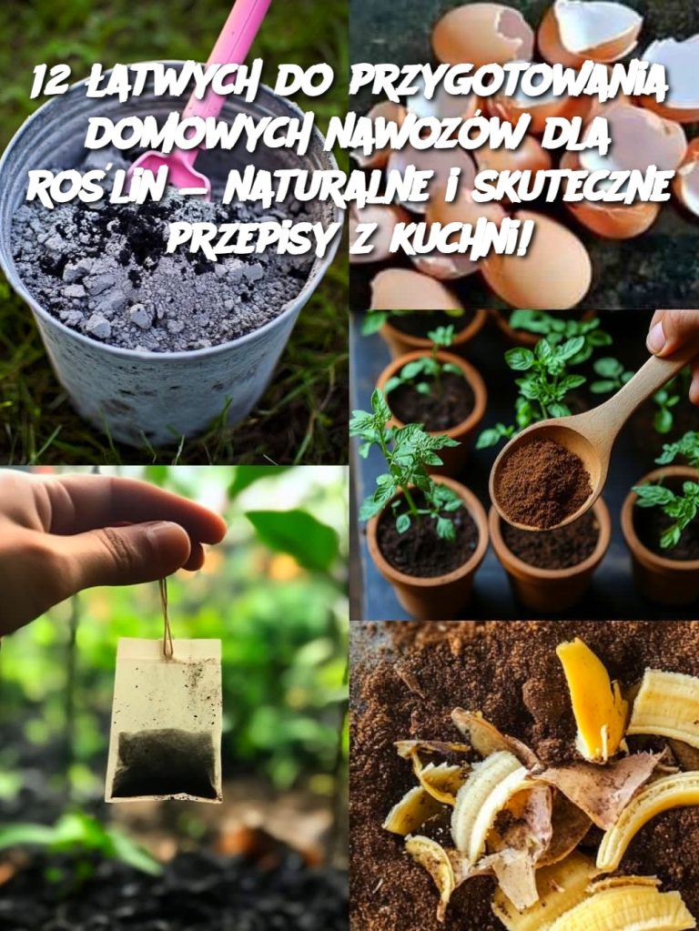 12 łatwych do przygotowania domowych nawozów dla roślin — naturalne i skuteczne przepisy z kuchni!
