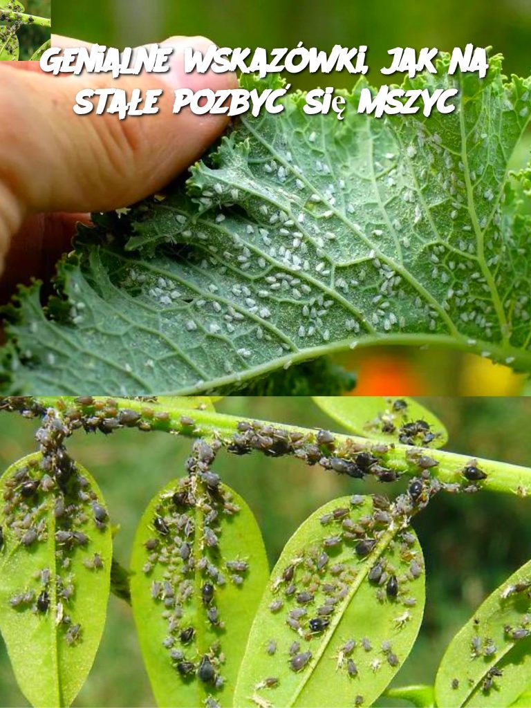 Genialne wskazówki, jak na stałe pozbyć się mszyc