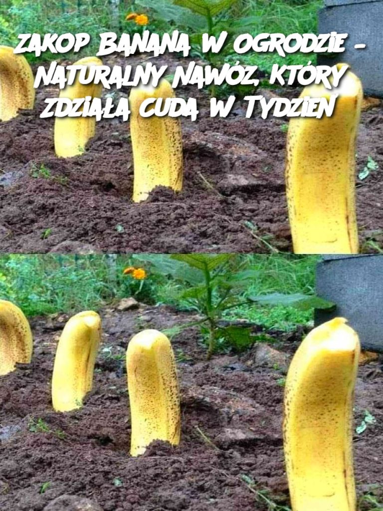 Zakop Banana w Ogrodzie – Naturalny Nawóz, Który Zdziała Cuda w Tydzień