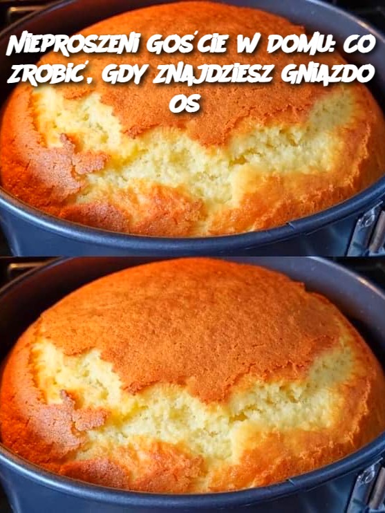 Nieproszeni Goście w Domu: Co Zrobić, Gdy Znajdziesz Gniazdo Os?