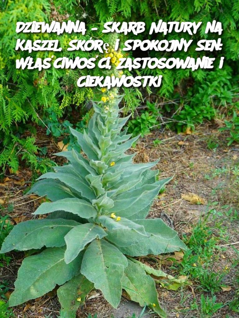 Dziewanna – Skarb Natury na Kaszel, Skórę i Spokojny Sen: Właściwości, Zastosowanie i Ciekawostki