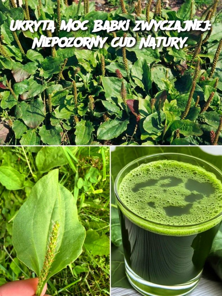 Ukryta Moc Babki Zwyczajnej: Niepozorny Cud Natury.